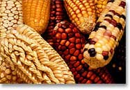 Genetic diversity of corn