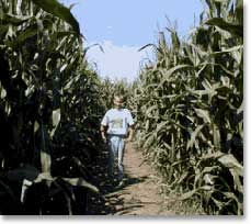 Boy walking in a corn maze