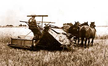 Harvesting grain with a horse-drawn reaper that cut and bundled small grain.