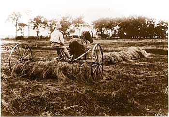 Horse-drawn hay rake.