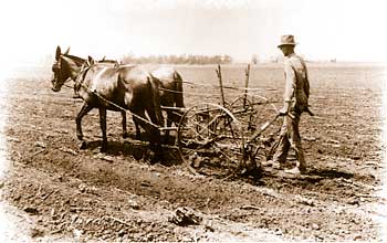 Horse-drawn cultivator