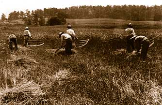 Cutting wheat with a scythe and cradle.