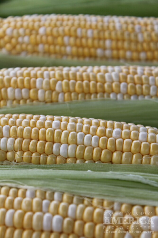 campsilos story of corn learning module